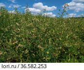 Сельскохозяйственные посевы астрагала перепончатого. Field of Mongolian milkvetch (Astragalus membranaceus). Стоковое фото, фотограф Евгений Романов / Фотобанк Лори