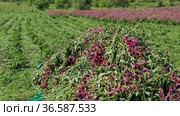 Уборка урожая эхинацеи пурпурной (Echinacea purpurea). Вид с воздуха. Harvesting of echinacea (Echinacea purpurea). Aerial view. Стоковое видео, видеограф Евгений Романов / Фотобанк Лори