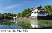 Video of the Kikyo-bori moat overgrown with water plants around the Tokyo Imperial Palace. Tokyo. Japan (2021 год). Стоковое видео, видеограф Сергей Пристяжнюк (Serg Zastavkin) / Фотобанк Лори
