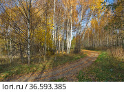 Осенний пейзаж с березами и дорожкой. Стоковое фото, фотограф Елена Коромыслова / Фотобанк Лори