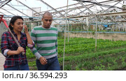 Farmers man and woman with rake smiling and talking to each other at greenhouse farm. Стоковое видео, видеограф Яков Филимонов / Фотобанк Лори