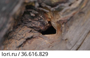 Семья шершней у входа в гнездо в дупле дерева. A family of hornets (Vespa crabro) at the entrance to the nest in a hollow tree. Стоковое видео, видеограф Евгений Романов / Фотобанк Лори