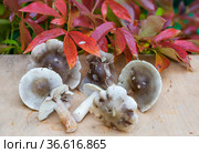 Серая Рядовка ( серушка). (лат. Tricholoma portentosum) Стоковое фото, фотограф Галина Савина / Фотобанк Лори