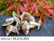 Серая Рядовка ( серушка). (лат. Tricholoma portentosum) Стоковое фото, фотограф Галина Савина / Фотобанк Лори