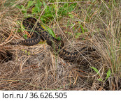 Южный Урал. Гадюка обыкновенная в траве. Southern Urals. Common European viper in the grass. Стоковое фото, фотограф Евгений Романов / Фотобанк Лори