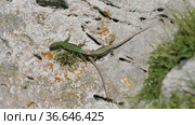 Северный Кавказ. Кавказская ящерица в период размножения. North Caucasus. Caucasian lizards (Darevskia caucasica) during the breeding season. Стоковое видео, видеограф Евгений Романов / Фотобанк Лори