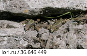 Северный Кавказ. Кавказская ящерица в период размножения. North Caucasus. Caucasian lizards (Darevskia caucasica) during the breeding season. Стоковое видео, видеограф Евгений Романов / Фотобанк Лори