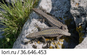Северный Кавказ. Кавказская ящерица в период размножения. North Caucasus. Caucasian lizards (Darevskia caucasica) during the breeding season. Стоковое видео, видеограф Евгений Романов / Фотобанк Лори