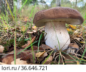Big white mushroom - boletus - with the small one in the forest. Стоковое фото, фотограф Victoria Ivanova / Фотобанк Лори