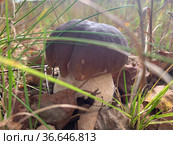 Cep, white mushroom or boletus - with brown cap one in the forest. Стоковое фото, фотограф Victoria Ivanova / Фотобанк Лори
