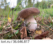 Cep, white mushroom or boletus - with brown cap one in the forest. Стоковое фото, фотограф Victoria Ivanova / Фотобанк Лори