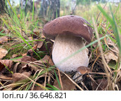 Cep, white mushroom or boletus - with brown cap one in the forest. Стоковое фото, фотограф Victoria Ivanova / Фотобанк Лори