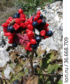 Пион крымский Paeonia daurica Andrews (после цветения) (2021 год). Редакционное фото, фотограф Татьяна Т / Фотобанк Лори