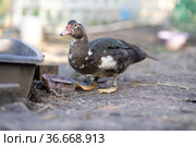 Индоутки в загоне. Стоковое фото, фотограф Типляшина Евгения / Фотобанк Лори