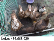 Индоутки в загоне. Стоковое фото, фотограф Типляшина Евгения / Фотобанк Лори