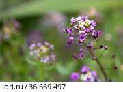 Lobularia maritima, variety Easter Bonnet. Flowers. Стоковое фото, фотограф EugeneSergeev / Фотобанк Лори