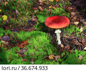 Гриб мухомор красный (Amanita muscaria) в осеннем лесу. Стоковое фото, фотограф Владимир Литвинов / Фотобанк Лори