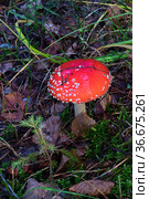 Гриб мухомор красный (Amanita muscaria) с ледяным узором на шляпке после утреннего осеннего заморозка. Стоковое фото, фотограф Владимир Литвинов / Фотобанк Лори