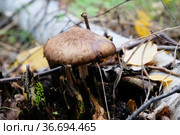Deer mushroom pluteus among the foliage and branches in the autumn forest. Fawn deer shield, fawn-colored mushroom, pluteus cervinus. Стоковое фото, фотограф Кристина Сорокина / Фотобанк Лори