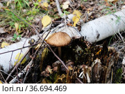 Deer mushroom pluteus among the foliage and branches in the autumn forest. Fawn deer shield, fawn-colored mushroom, pluteus cervinus. Стоковое фото, фотограф Кристина Сорокина / Фотобанк Лори