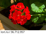 Цветущая красная герань (Пеларгония зональная, лат. Pelargonium zonale). Стоковое фото, фотограф Сергей Рыбин / Фотобанк Лори
