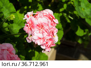 Цветущая розовая герань (Пеларгония зональная, лат. Pelargonium zonale). Стоковое фото, фотограф Сергей Рыбин / Фотобанк Лори