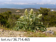 A useful, medicinal plant (Verbascum phlomoides) close-up. Стоковое фото, фотограф Татьяна Ляпи / Фотобанк Лори