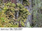 Лобария лёгочная (лат. Lobaria pulmonaria). Лишайник растет на дереве в лесу. Россия. Северная Карелия. Стоковое фото, фотограф Наталья Осипова / Фотобанк Лори