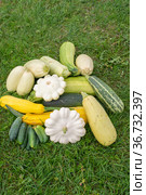 Осенний натюрморт. Овощи, выращенные на даче. Autumn still life. Vegetables grown in the country. Стоковое фото, фотограф Мария / Фотобанк Лори
