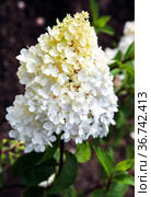Inflorescence of a garden ornamental shrub of hydrangea paniculata close-up. Гортензия "Ванилла" в начале цветения (2011 год). Стоковое фото, фотограф Олег Елагин / Фотобанк Лори