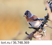 Вьюрок или юрок (Fringilla montifringilla) - Brambling. Стоковое фото, фотограф Галина Савина / Фотобанк Лори