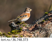Вьюрок или юрок (Fringilla montifringilla) - Brambling. Стоковое фото, фотограф Галина Савина / Фотобанк Лори