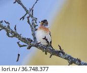 Вьюрок, или юрок (Fringilla montifringilla) - Brambling. Стоковое фото, фотограф Галина Савина / Фотобанк Лори
