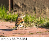 Вьюрок, или юрок (Fringilla montifringilla) - Brambling. Стоковое фото, фотограф Галина Савина / Фотобанк Лори