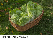 Урожай пекинской капусты (L. Brassica rapa subsp. Pekinensis), она же китайская капуста, или петсай, или салатная капуста. Стоковое фото, фотограф Александр Романов / Фотобанк Лори