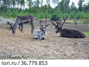 A group of reindeer grazes in the forest-tundra of Siberia. Стоковое фото, фотограф Круглов Олег / Фотобанк Лори