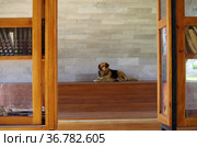 FETHIYE, TURKEY - The dog sits in a cool reading pavilion in Sehit Fethi Bey Parki (2019 год). Редакционное фото, фотограф Natalia Sidorova / Фотобанк Лори