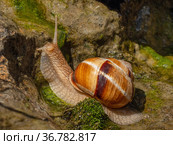 Съедобная улитка или эскарго ползёт по камням. Edible snail or escargot (Helix pomatia) crawls on the rock. Стоковое фото, фотограф Евгений Романов / Фотобанк Лори