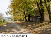 Музей-усадьба "Ясная Поляна". Золотая осень. Прогулочная дорога на территории заповедника солнечным днём (2020 год). Редакционное фото, фотограф Игорь Низов / Фотобанк Лори