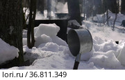 Весенний лес. Сироп из берёзового сока варится в большом чане. Spring forest. Birch sap syrup is brewed in a large vat. Стоковое видео, видеограф Евгений Романов / Фотобанк Лори