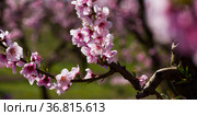 Close-up blossoming of peach trees on a meadows of Europe. Стоковое фото, фотограф Яков Филимонов / Фотобанк Лори