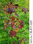 Листья и цветки клена остролистного, сорт Кримсон Кинг  (Acer  platanoides L., Crimson King) Стоковое фото, фотограф Ирина Борсученко / Фотобанк Лори