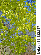Молодая листва бука лесного (Fagus sylvatica L.). Весна. Стоковое фото, фотограф Ирина Борсученко / Фотобанк Лори