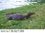 Водяной варан (Varanus salvator) лежит на берегу водоема в городском парке. Бангкок, Таиланд (2018 год). Стоковое фото, фотограф Виктор Карасев / Фотобанк Лори