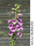 Наперстянка розовая (лат. Digitalis purpurea) на фоне старой деревянной стены. Стоковое фото, фотограф Елена Коромыслова / Фотобанк Лори