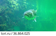 Silver carp from the genus of freshwater fish. Стоковое видео, видеограф Потийко Сергей / Фотобанк Лори