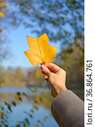 Женская рука держит осенний лист лириодендрона тюльпанного (Liriodendron tulipifera L.) на фоне озера. Стоковое фото, фотограф Ирина Борсученко / Фотобанк Лори