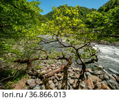 Горнолыжный курорт Роза Хутор. Набережная реки Мзымта. Rosa Khutor Ski Resort. Embankment of the Mzymta river. (2021 год). Стоковое фото, фотограф Евгений Романов / Фотобанк Лори
