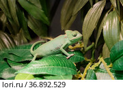 Йеменский хамелеон. Самка. (лат. Chamaeleo calyptratus. Veiled chameleon) Стоковое фото, фотограф Галина Савина / Фотобанк Лори