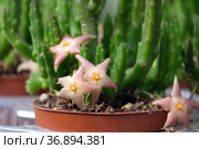 Ornamental exotic plant Stapelia divaricata. Стоковое фото, фотограф Irina Opachevsky / Фотобанк Лори